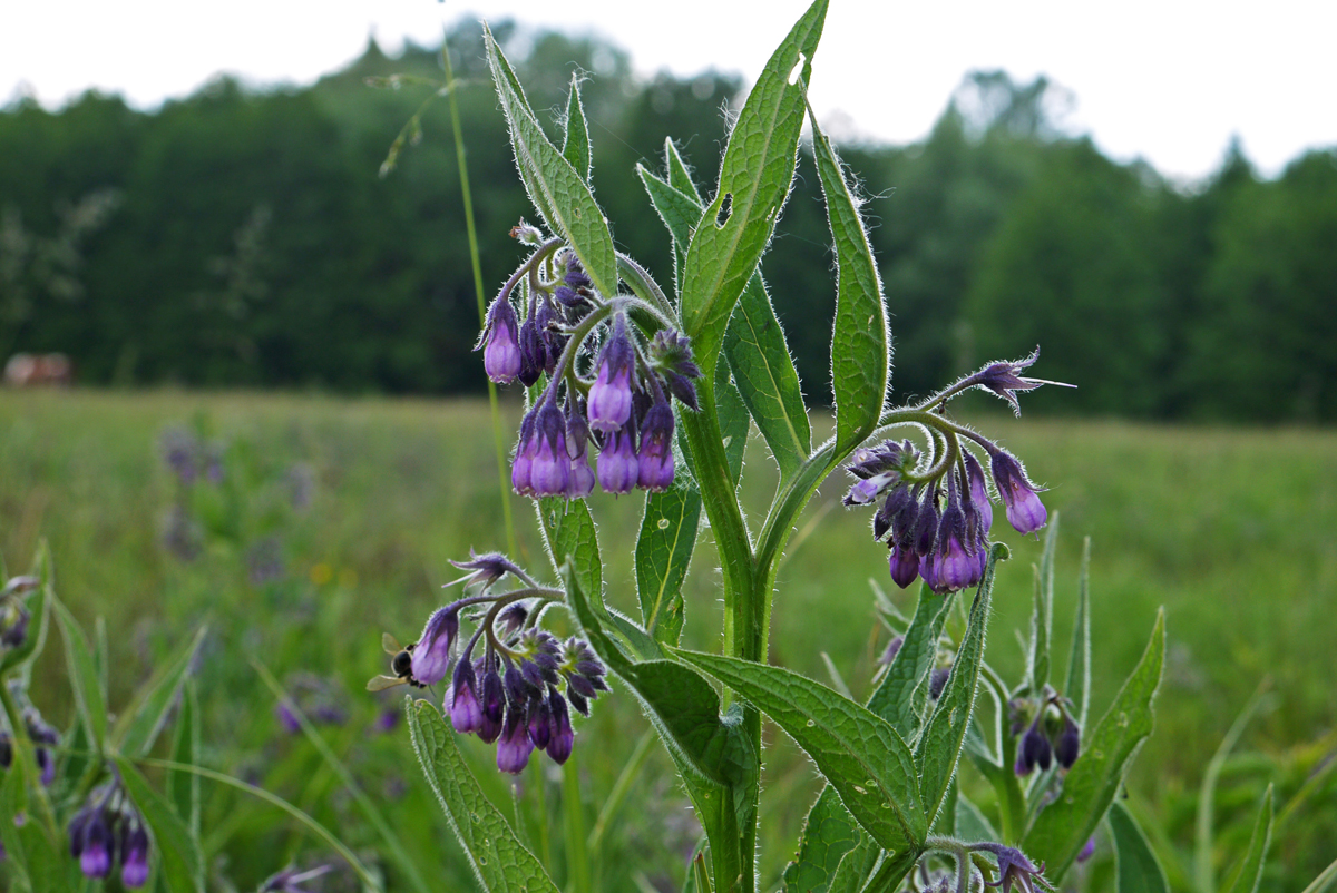 Окопник лекарственный Symphytum officinale