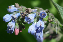 Соцветия окопника голубого цвета крупным планом. Фото
