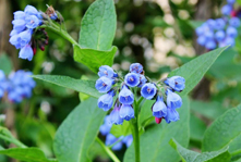 Цветущее растение окопника голубого цвета. Фото