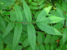 Листья лабазника вязолистного (также таволга или таволжник). Фото