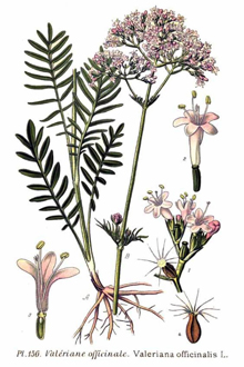 Валериана лекарственная (лат. Valeriana officinalis). Все части растения. Схема