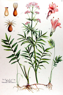Валериана лекарственная (лат. Valeriana officinalis). Все части растения и корневая система со столонами. Схема