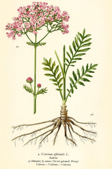 Валериана лекарственная (лат. Valeriana officinalis). Корневая система подробно. Схема