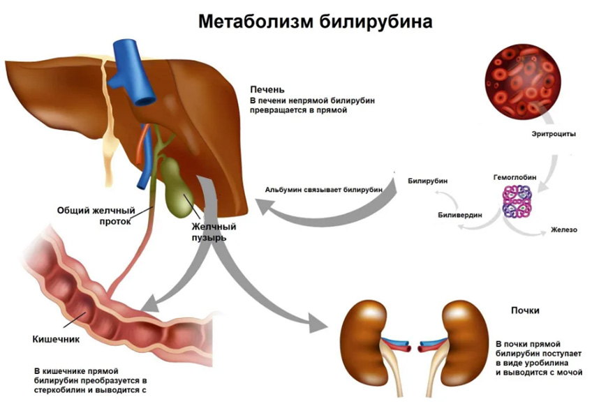 Общая схема метаболизма билирубина