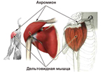 Акромион и дельтовидная мышца. Схема